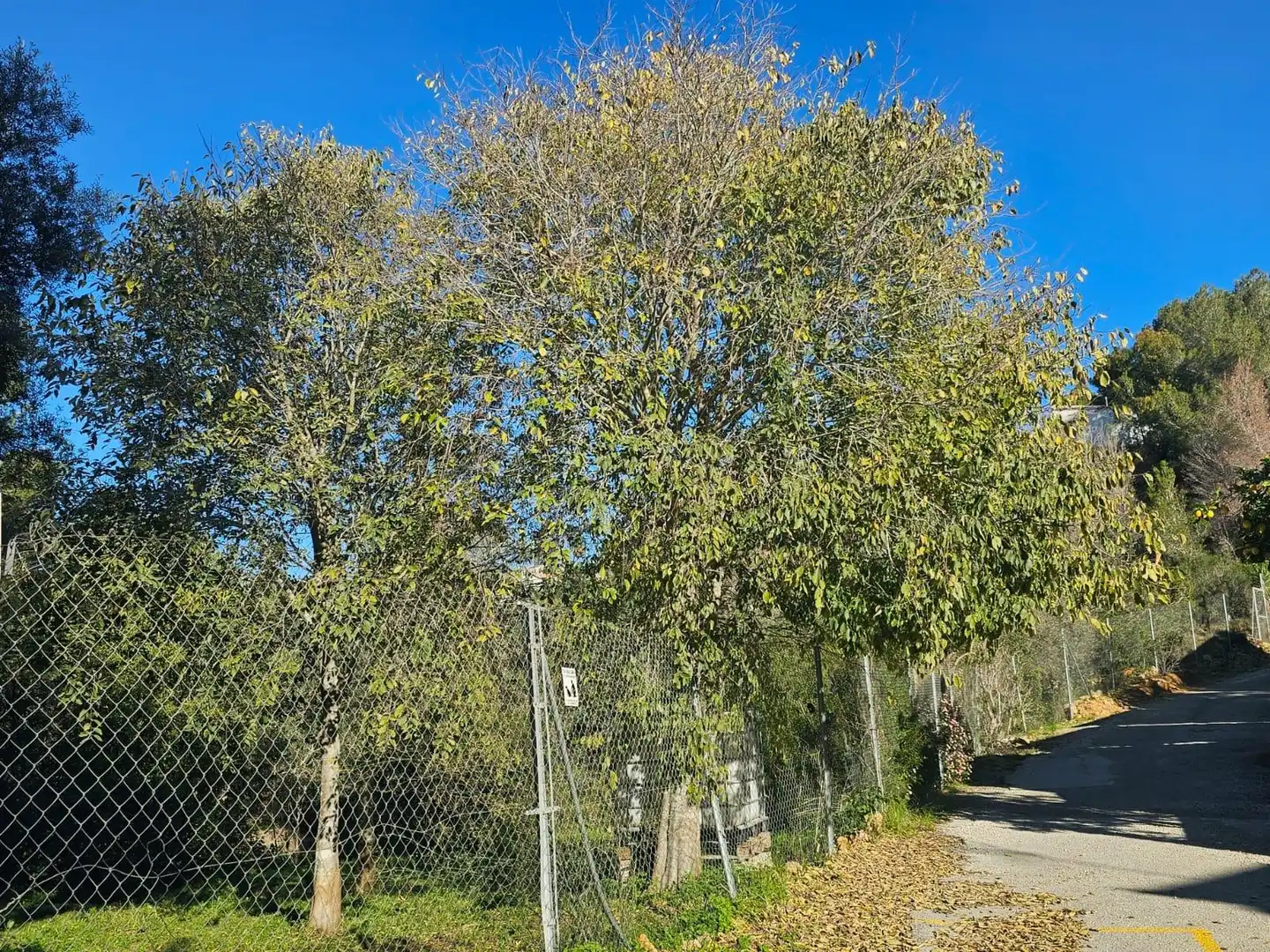 Terreny residencial en venda a El Montgó, imagen 11