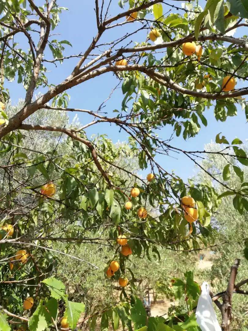 Jardí de Finca rústica en venda en Plasencia amb Jardí privat, Traster i Piscina