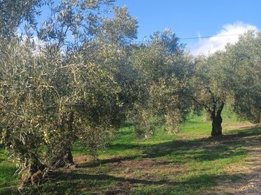 Terreno rustico in vendita a Villanueva del Rosario