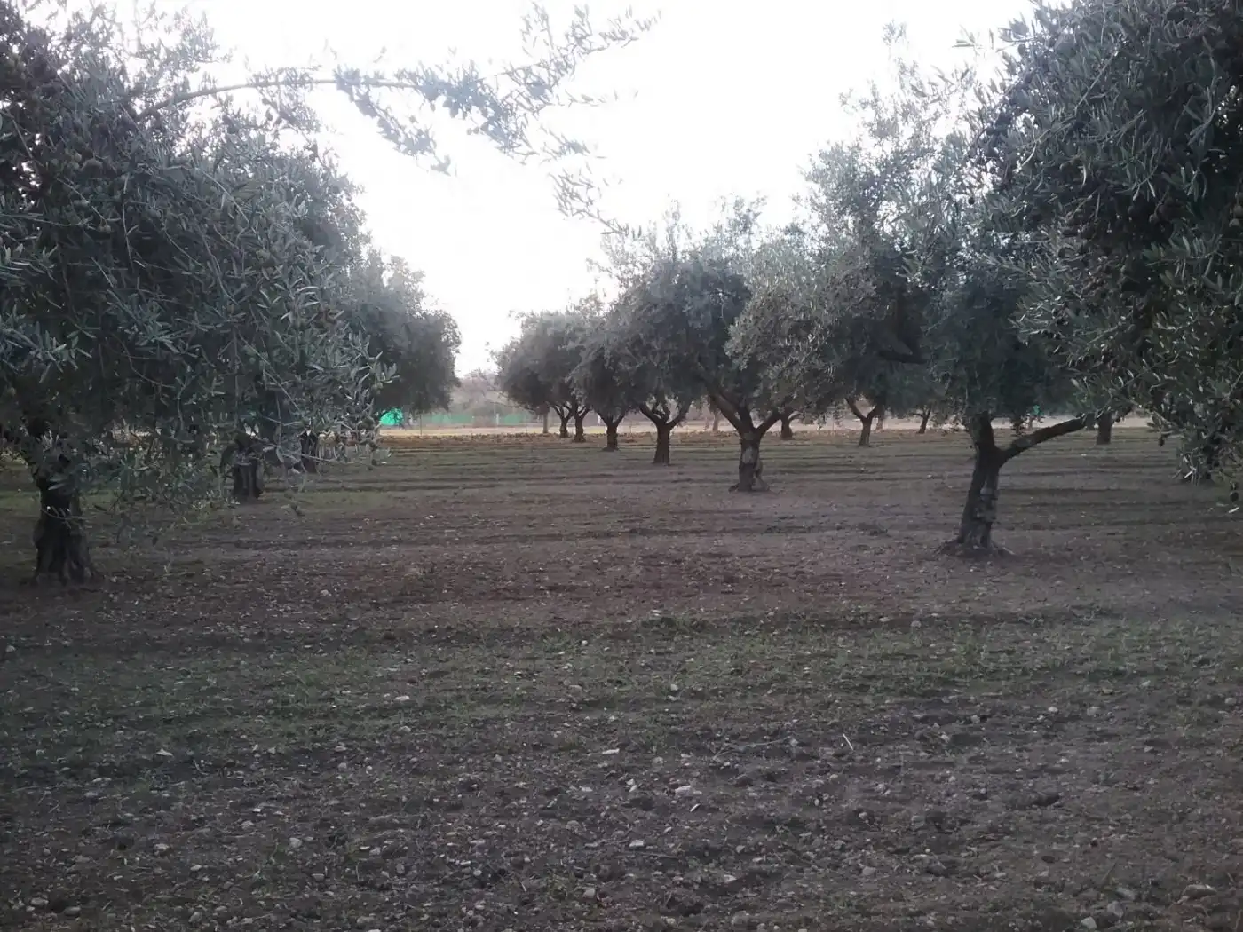 Casa rustica in vendita a La Zubia Ciudad, imagen 5