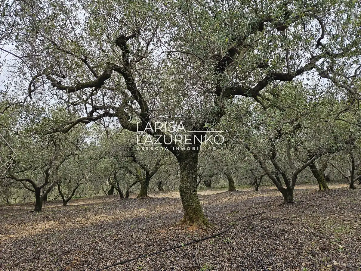 Finca rústica en venda en Riudoms