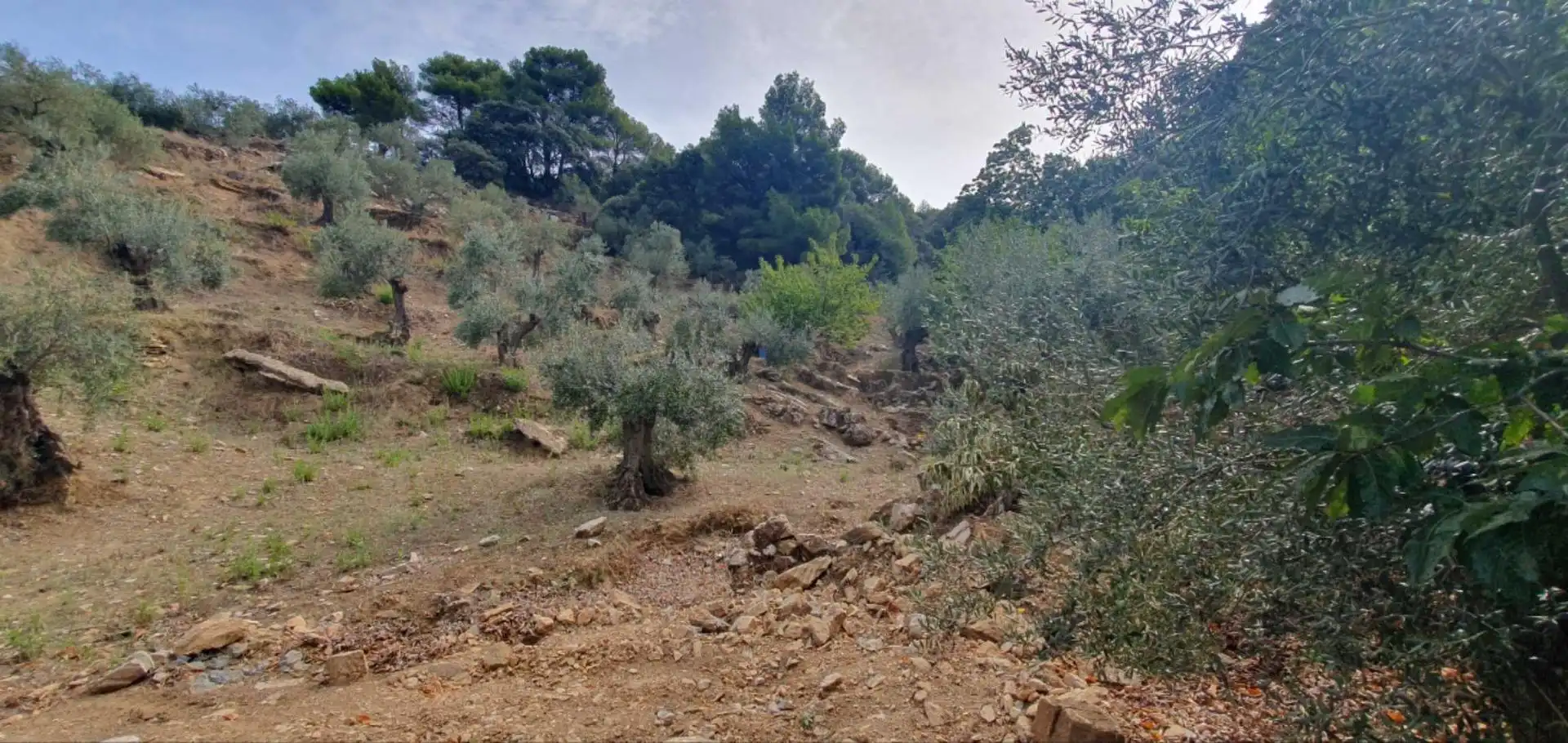 Terrenos y solares en venta en Yunquera, imagen 6