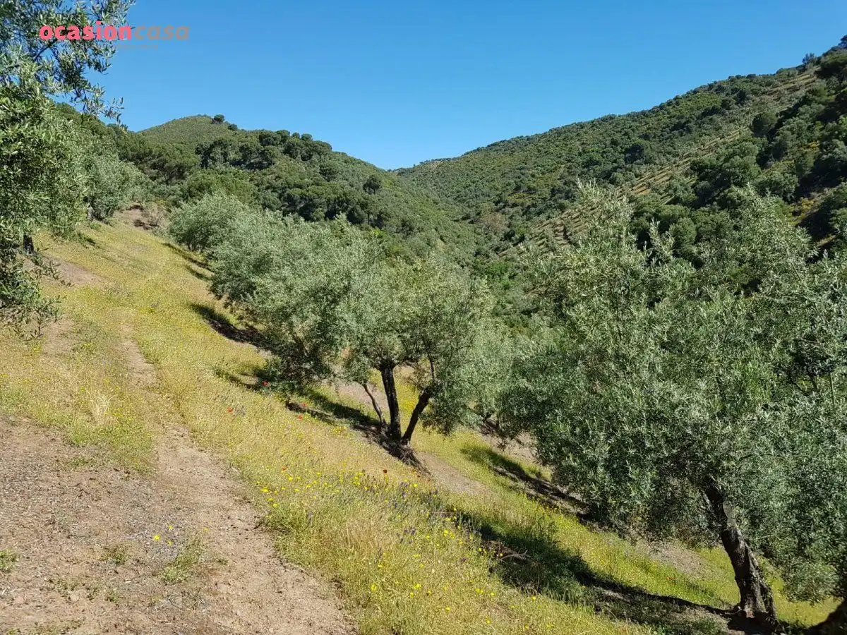 Vista exterior de Finca rústica en venta en Villanueva de Córdoba con Jardín privado, Trastero y Amueblado