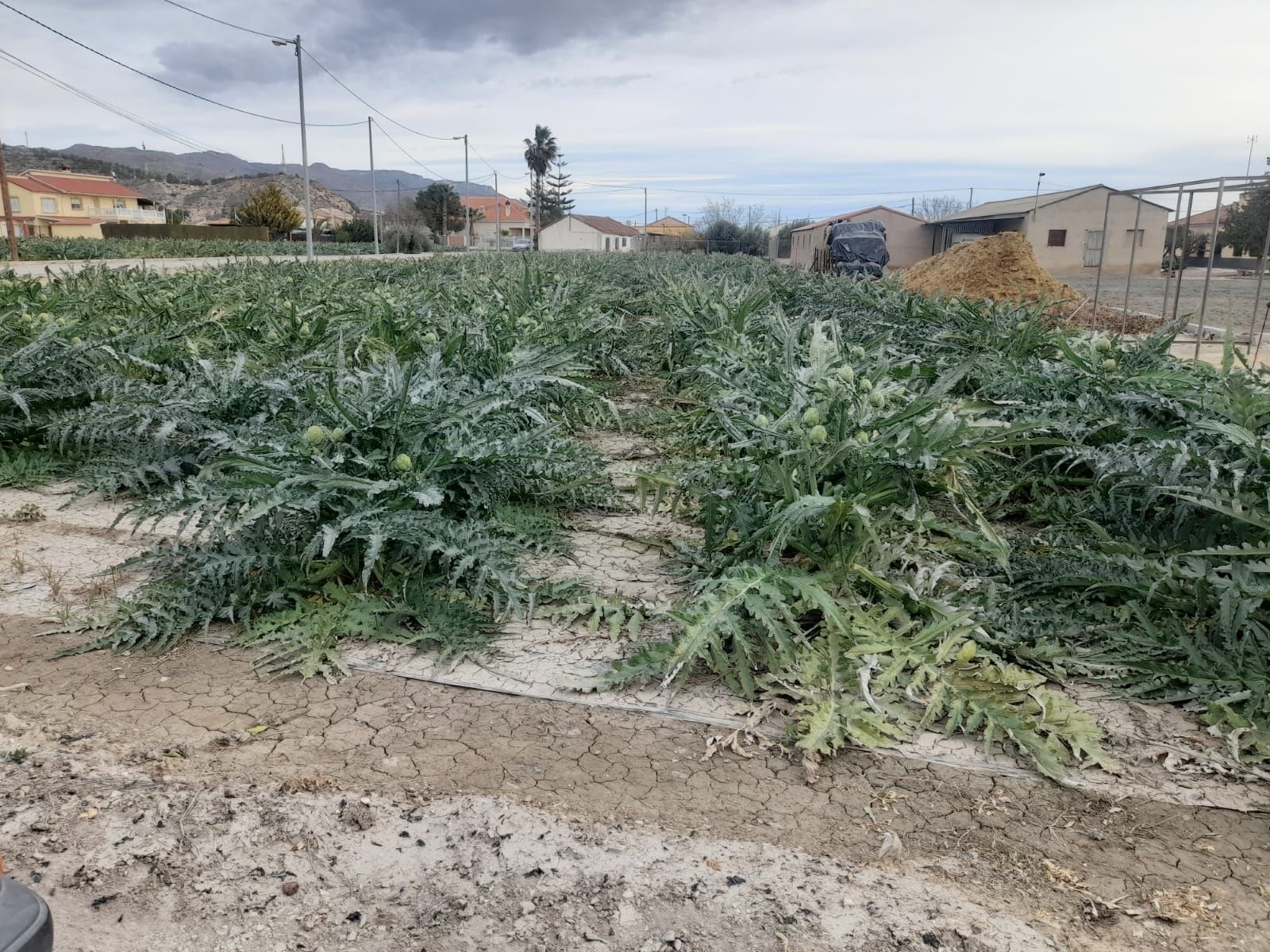 Industrial land for sale in Lorca