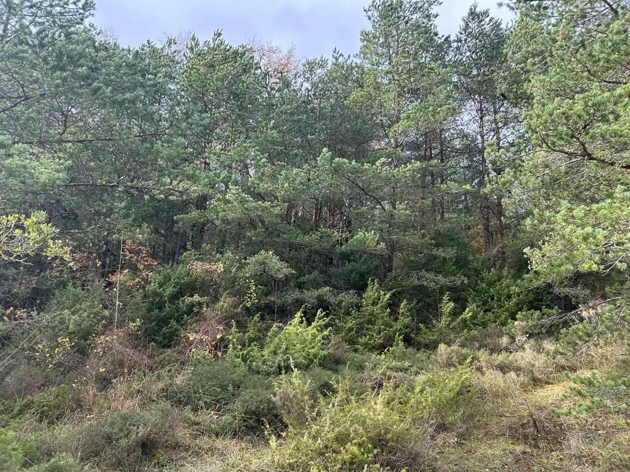 Land for sale in Kuartango