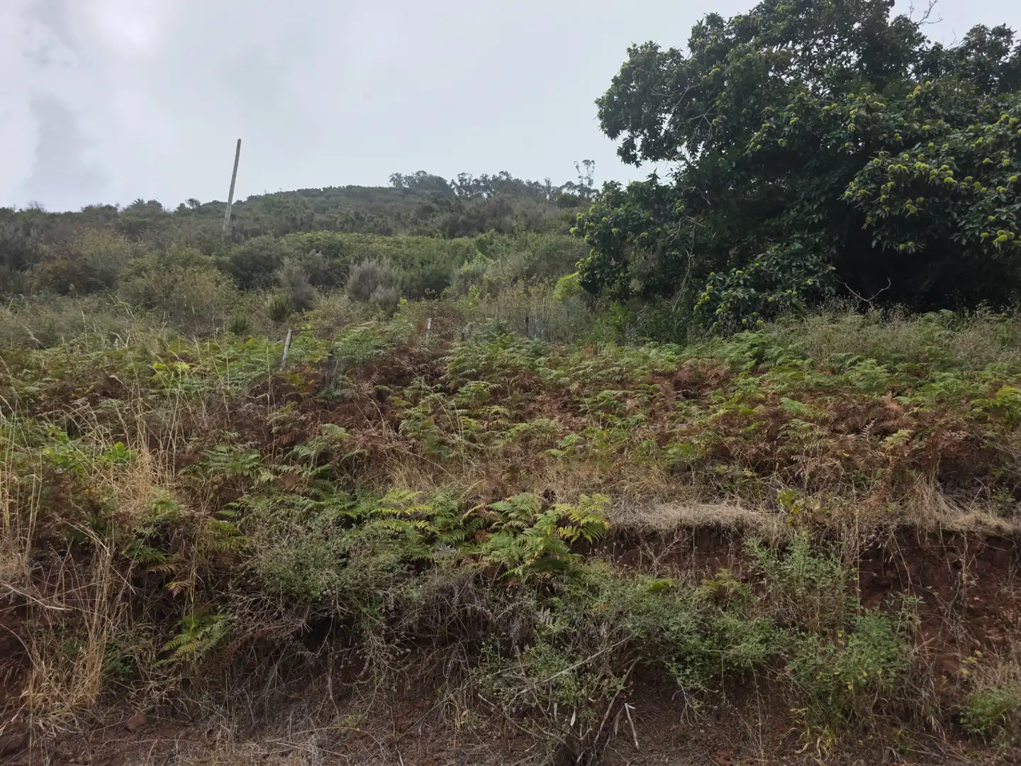 Rural land for sale in Camino las Peñuelas 11, imagen 8