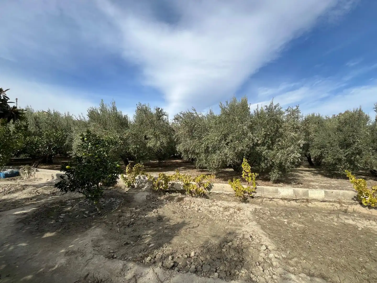 Terreno en venta en Alsodux