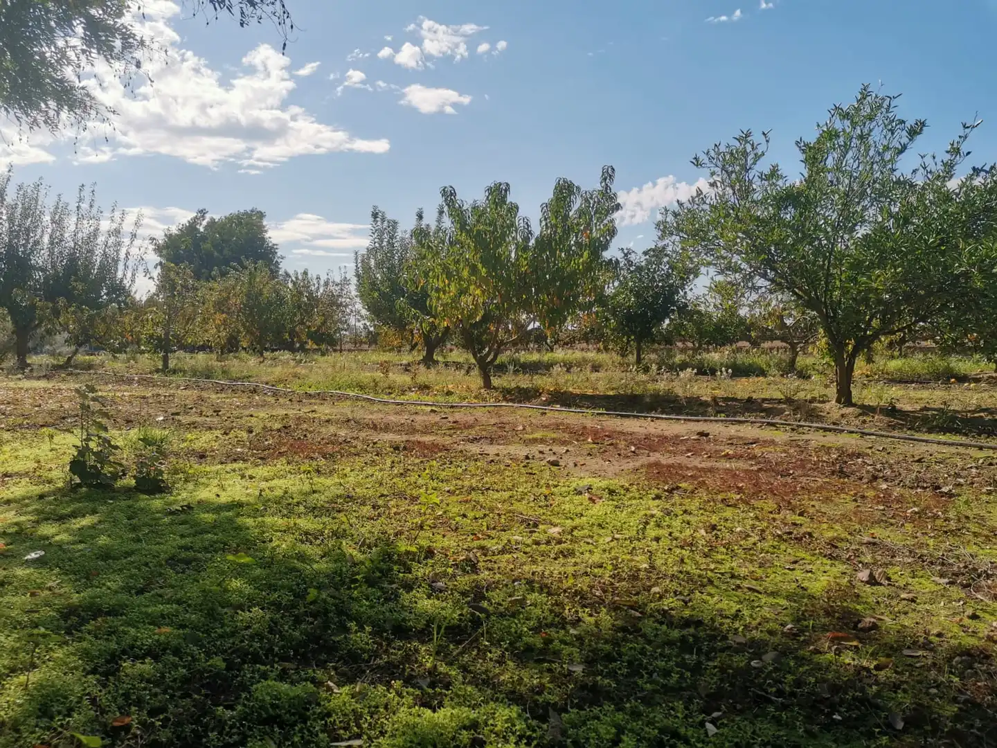 Terreni e lotti in vendita a Poblado Villanueva de la Serena 48, imagen 2