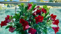 Garden of Flat for sale in Calpe / Calp  with Air Conditioner, Terrace and Balcony