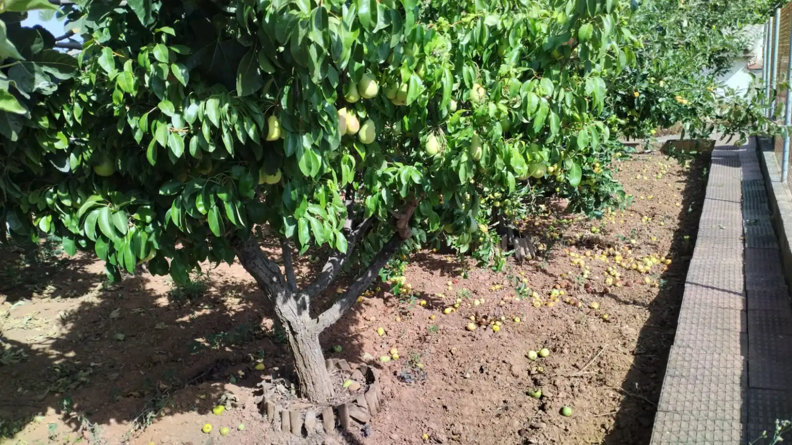 Garten von Grundstücke zum Verkauf in Entrena