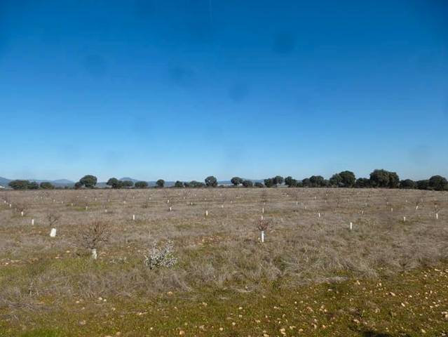 Terreno en Venta en Paredes de Escalona