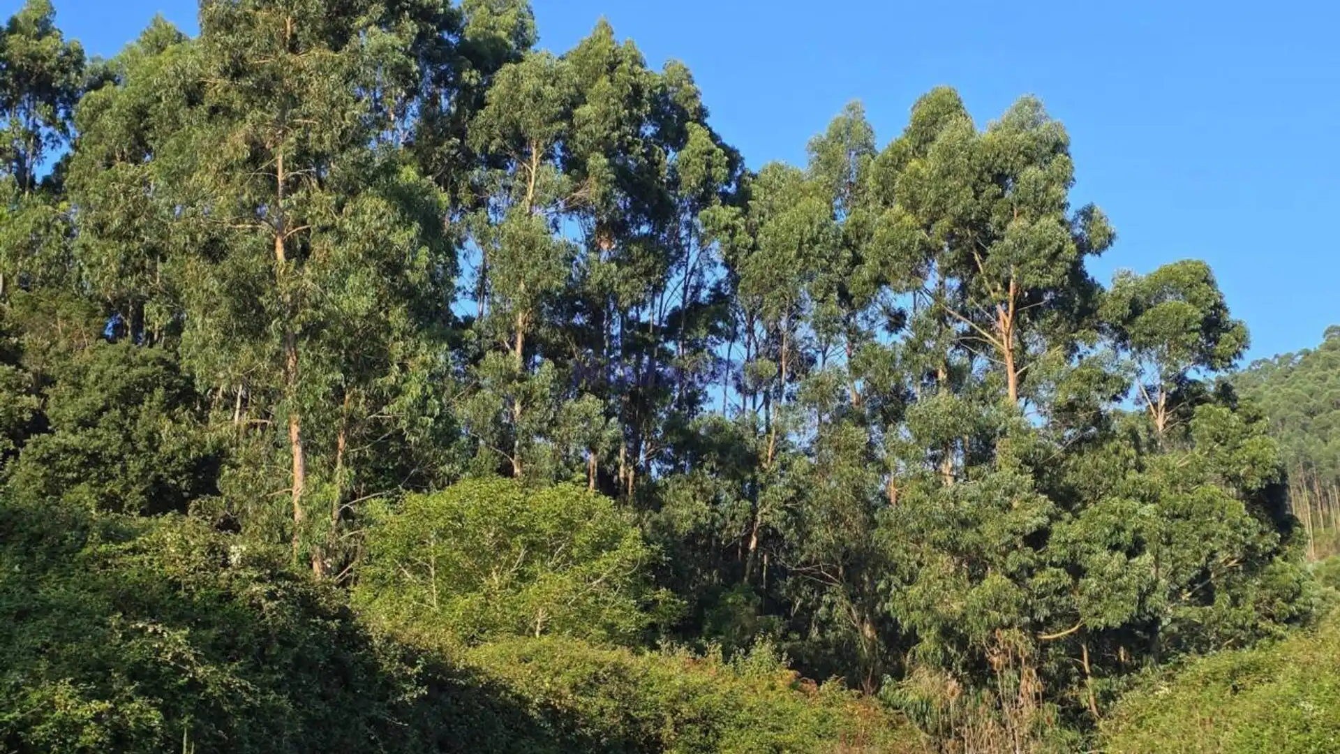 Vista exterior de Terreno en venta en Arnuero