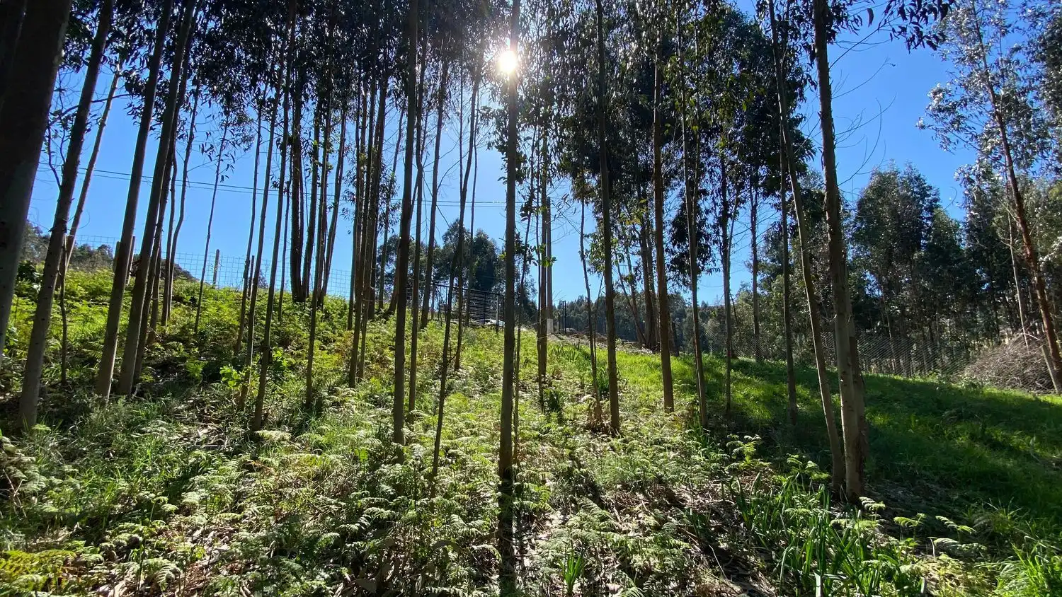 Terreni e lotti in vendita a Rúa Camiño dos Muiños 18, imagen 20