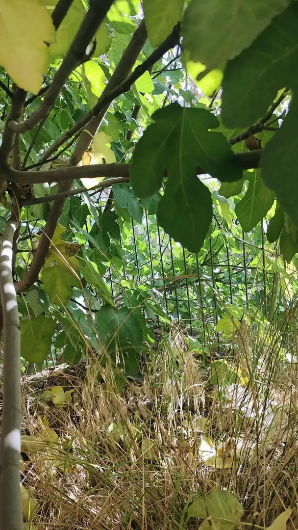 Jardín de Casa o chalet en venta en Valdepeñas