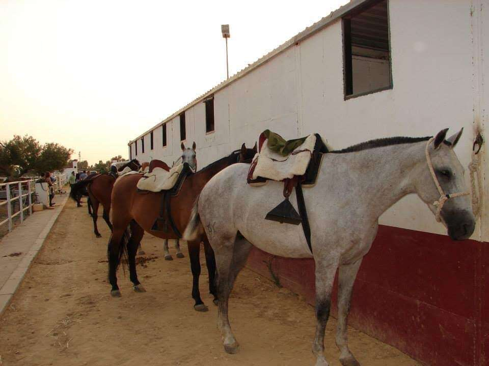 Vista exterior de Finca rústica en venta en Sanlúcar la Mayor