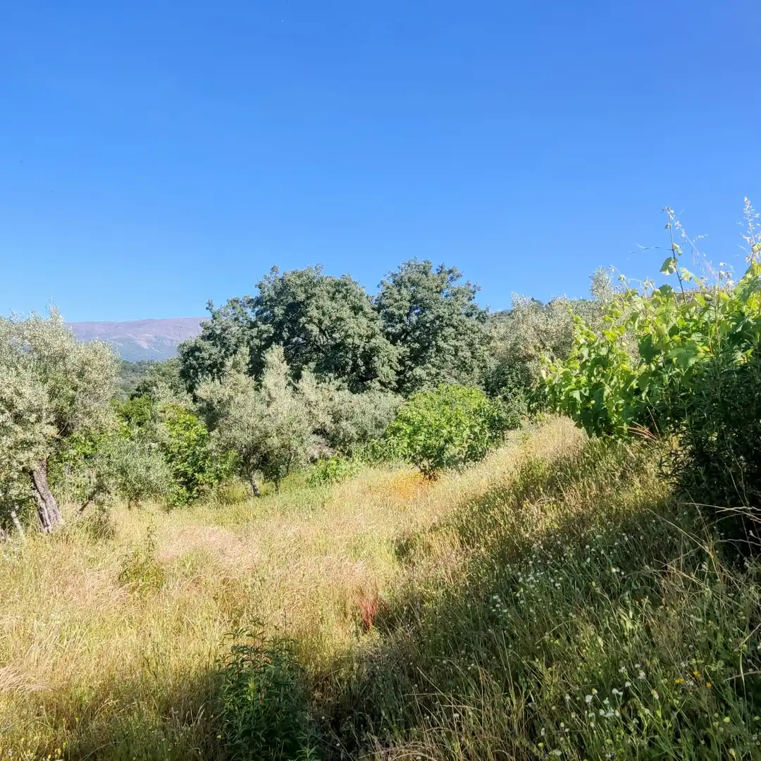 Land for sale in Jarandilla de la Vera