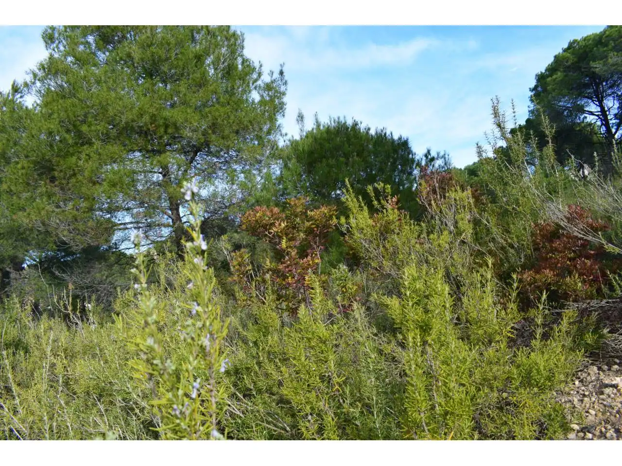 Terreny rústic en venda a Castellnou - Can Mir - Can Solà, imagen 3
