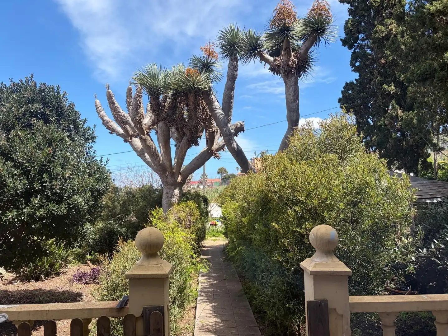 Jardín de Casa o chalet en venta en Tacoronte