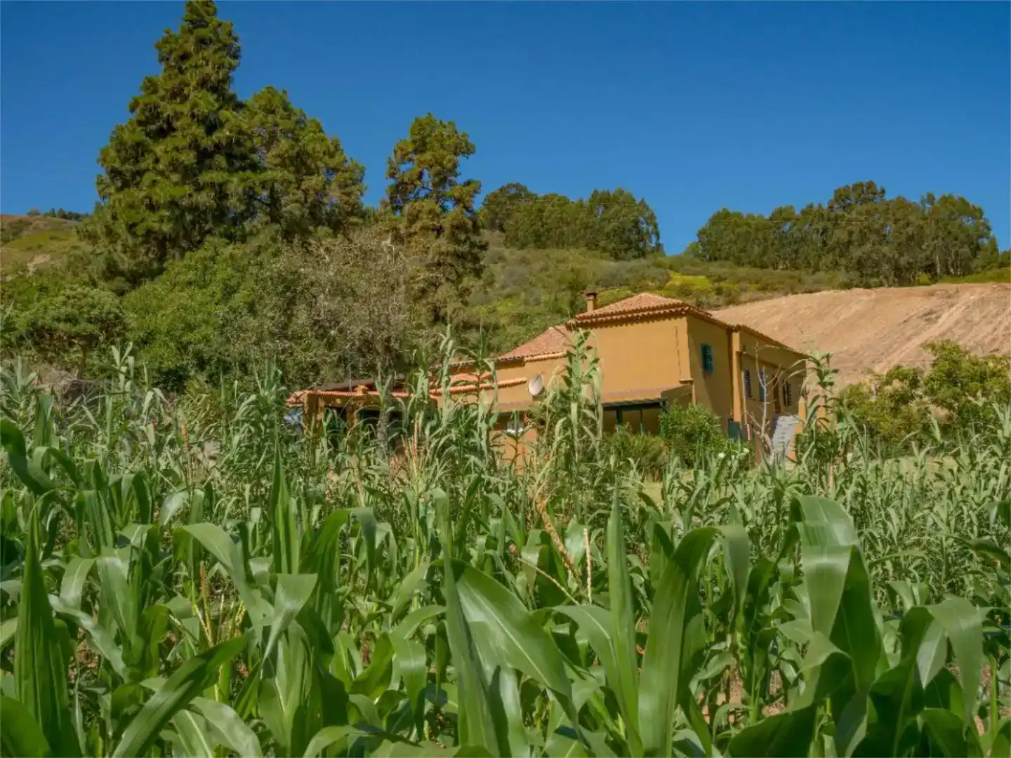 Vista exterior de Finca rústica en venda en Moya (Las Palmas)