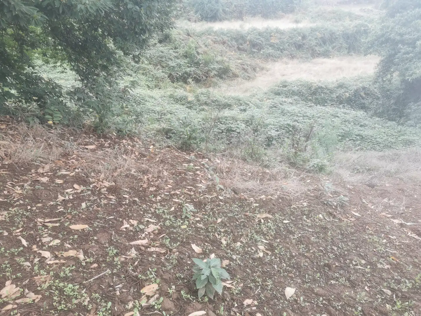 Terreno rustico in vendita a Camino Lomo Alto 8, imagen 5