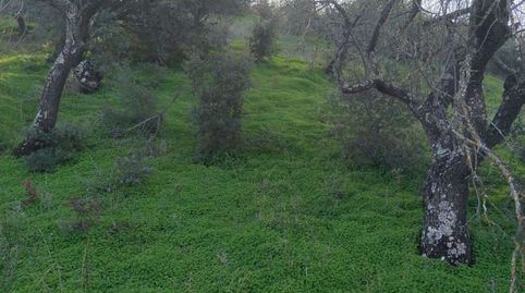 Foto 5 de Terreny en venda a las Cañada O Esquivelas Poligono 19 Parcela, Santa María de Guía de Gran Canaria, Las Palmas