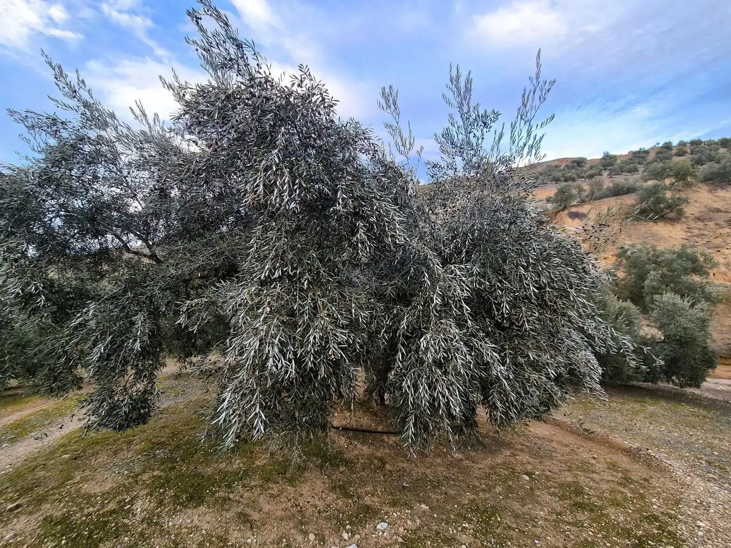Rural land for sale in Huétor Tájar, imagen 19