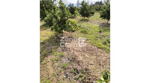 Finca Rustica  Venta Algemesí, imagen 3