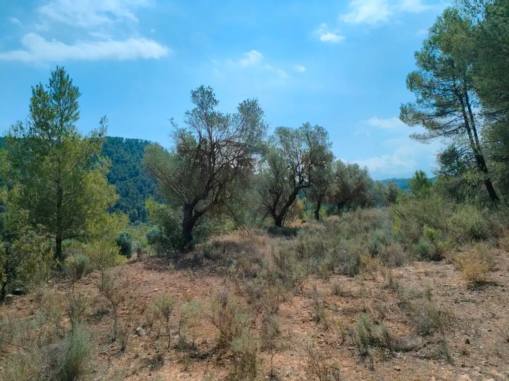 Terreni e lotti in vendita a Arens de Lledó, imagen 4