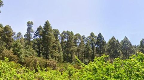 Foto 4 de Terreno en venta en La Vega - El Amparo - Cueva del Viento, Icod de los Vinos
