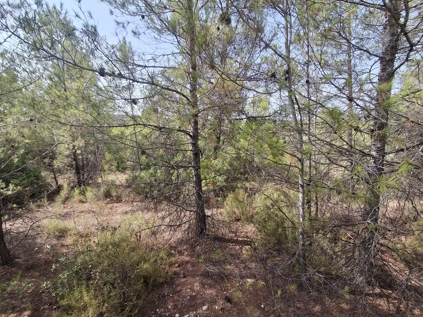 Rural land for sale in Gandesa, imagen 52