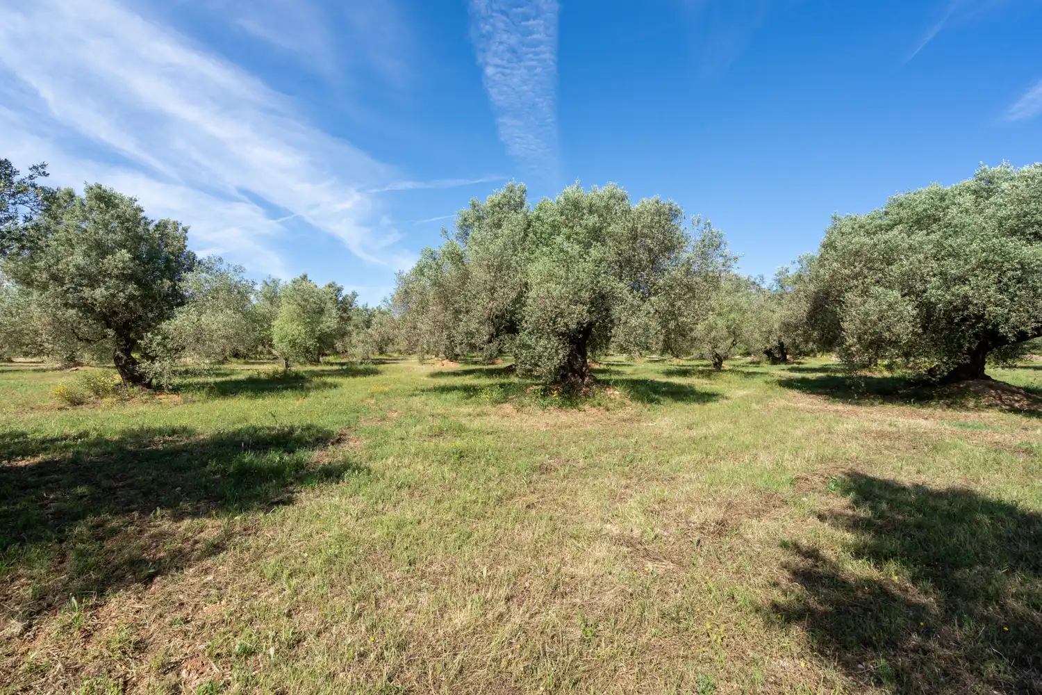 Terreno rustico in vendita a Camí de Terrapico 21, imagen 12