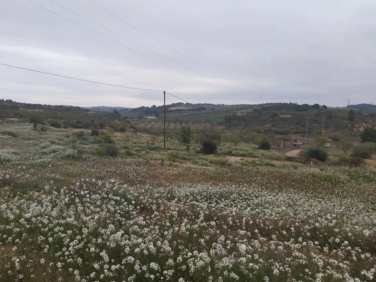 Finca rústica en venta en Maials