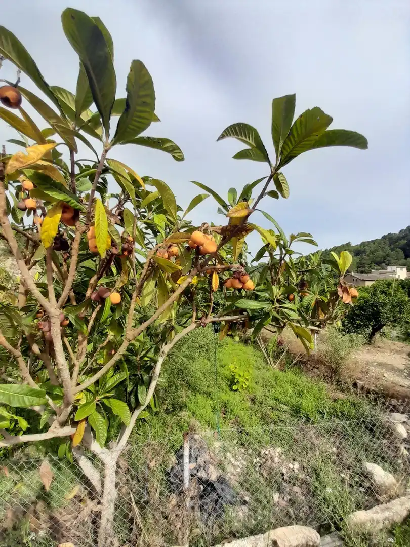 Rustikales Grundstück zum Verkauf in El Castell de Guadalest, imagen 20