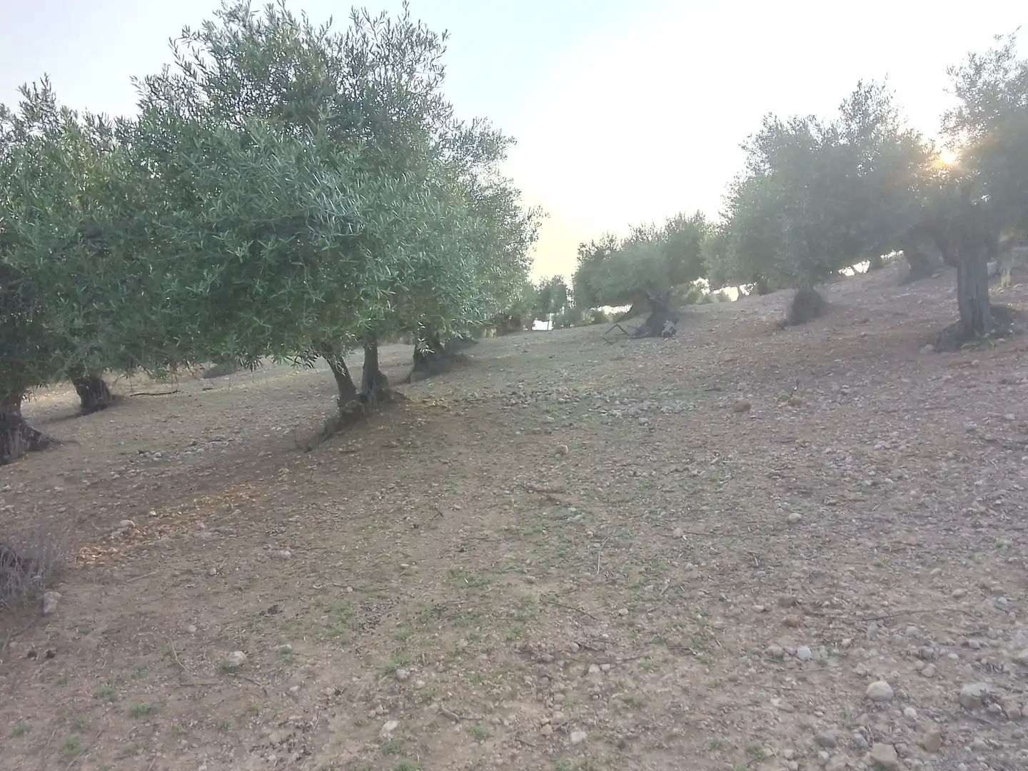 Terreno rústico en venta en Villamartín, imagen 14