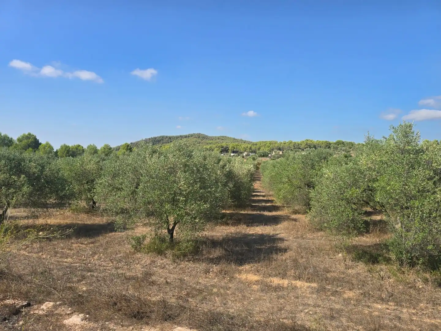 Terreno rústico en venta en Montferri, imagen 13