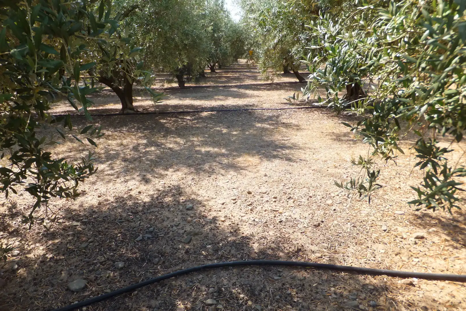 Terreno rústico en venta en Vial Camino, imagen 22