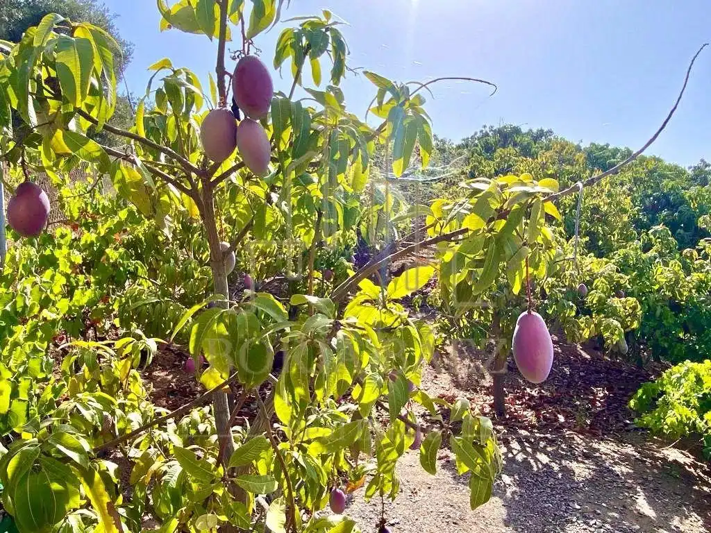 Jardín de Casa o chalet en venta en Vélez-Málaga