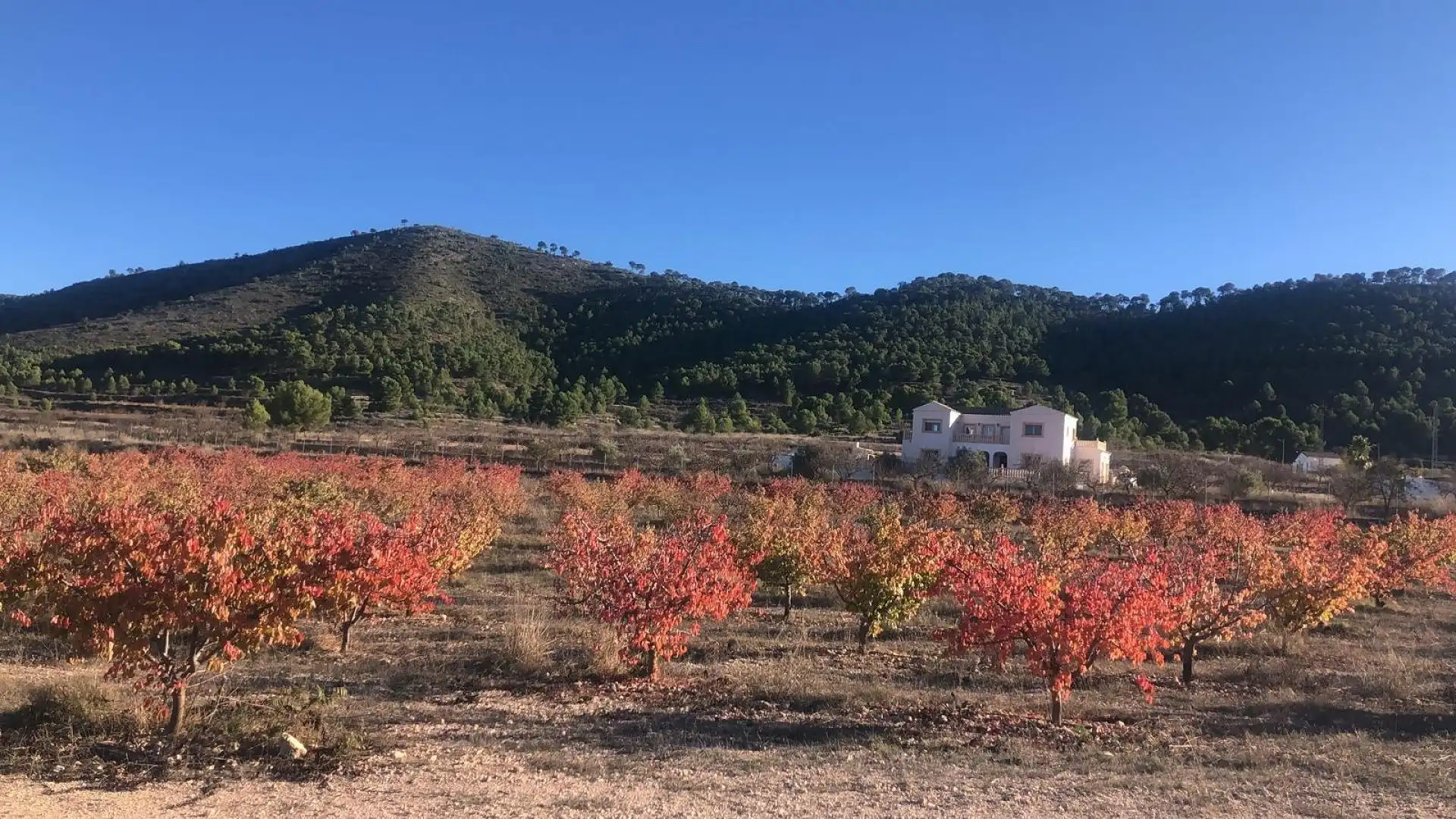 Xalet en venda a El Pinós / Pinoso, imagen 9