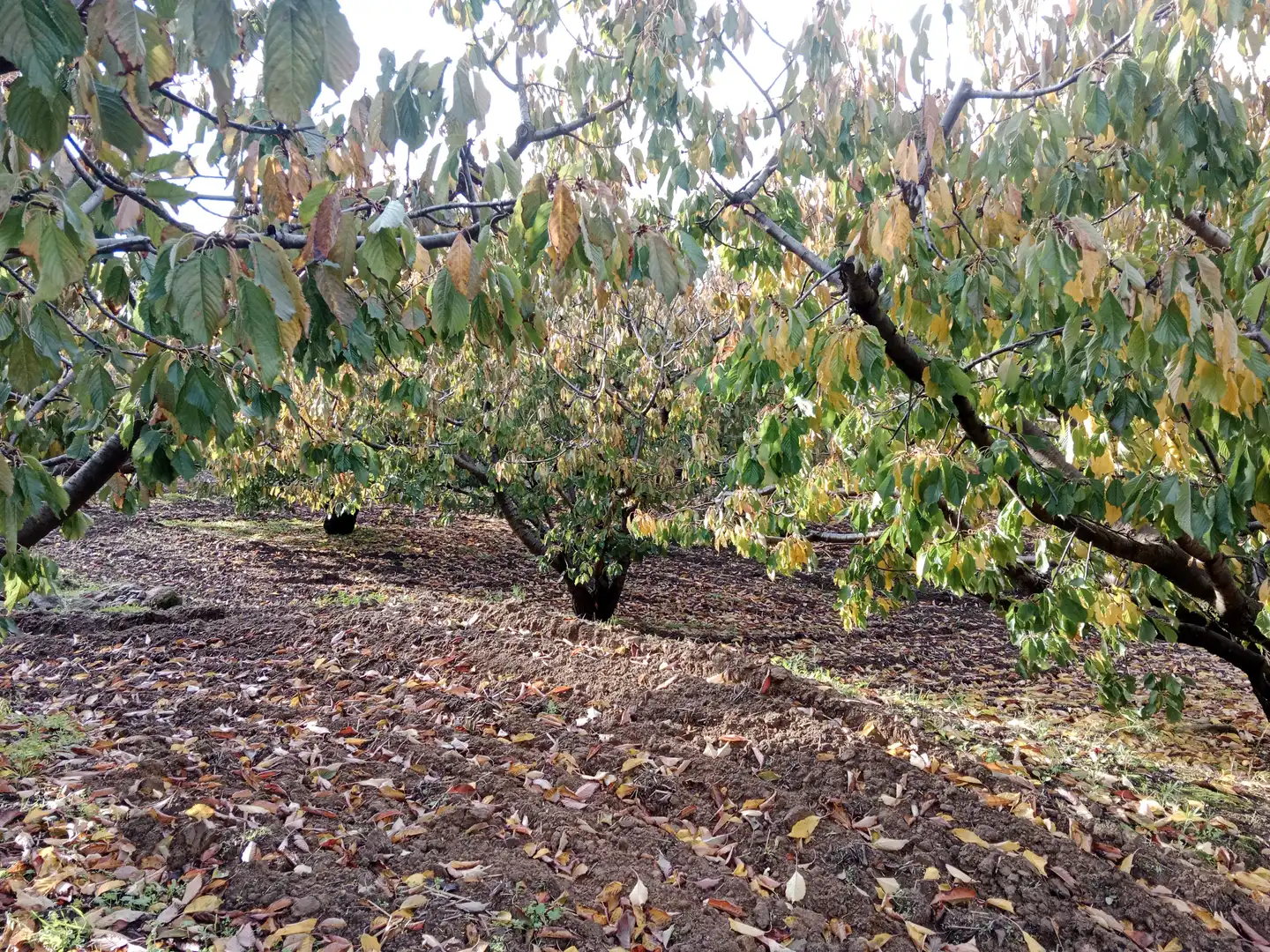 Terreni e lotti in vendita a Pasarón de la Vera, imagen 18