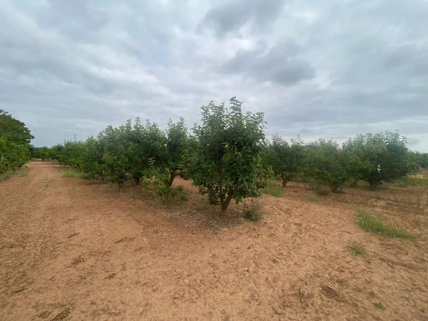 Land for sale in Carlet