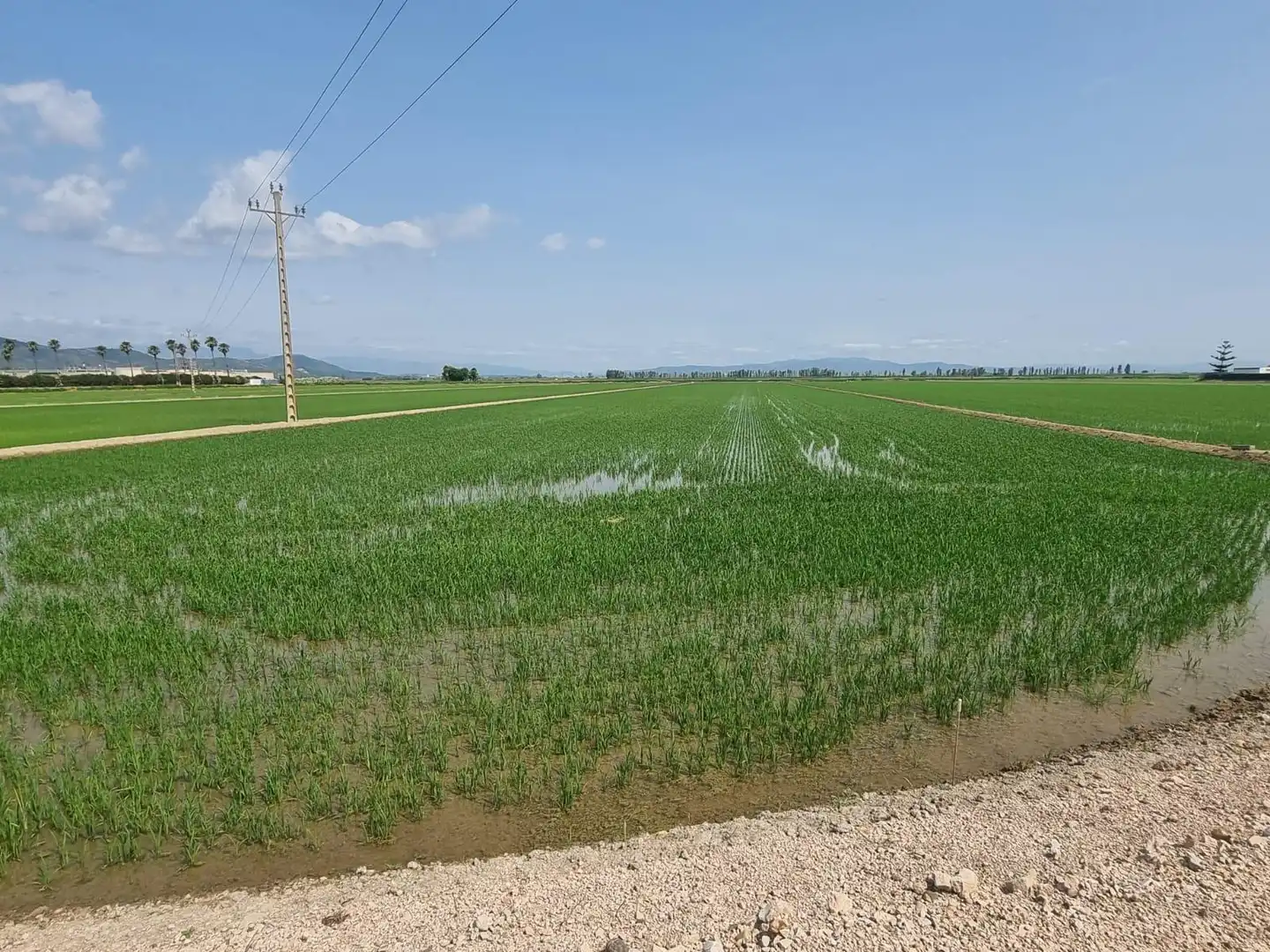 Land for sale in La Ràpita