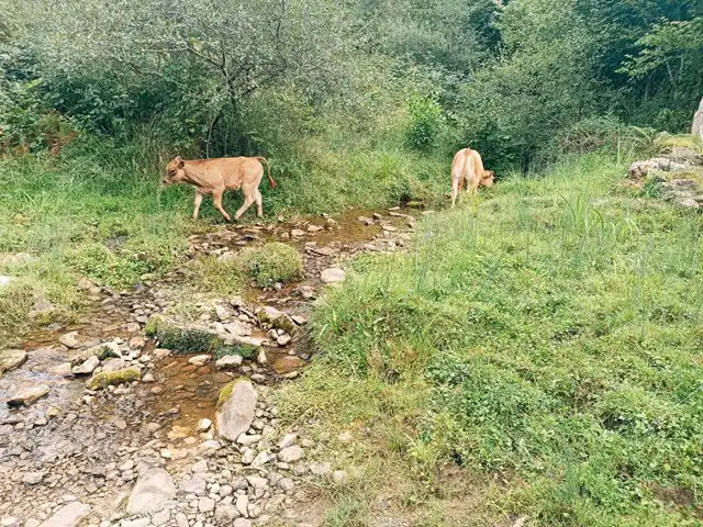 Terreno rustico in vendita a Proaza, imagen 38