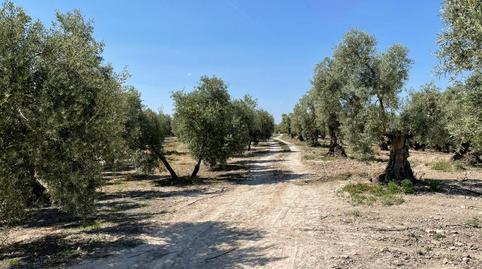 Photo 5 of Land for sale in Partido Castillo Anzur y Barranquillos. " las Rosa, Jauja, Lucena