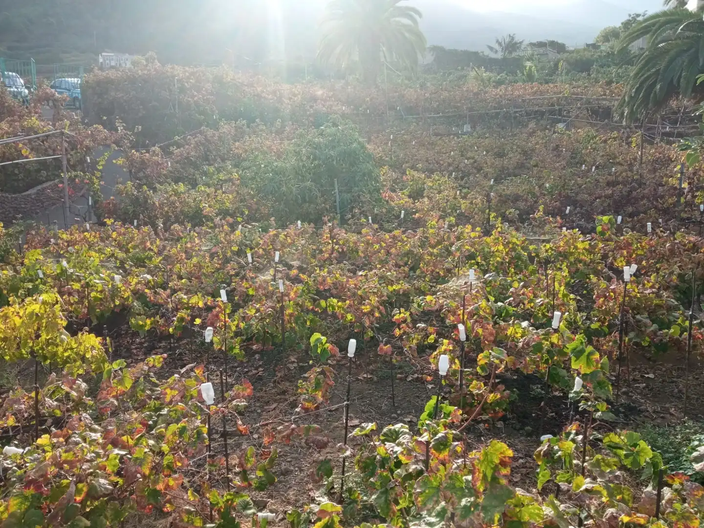 Terreno rustico in vendita a Las Cuevas - Los Gómez, imagen 44