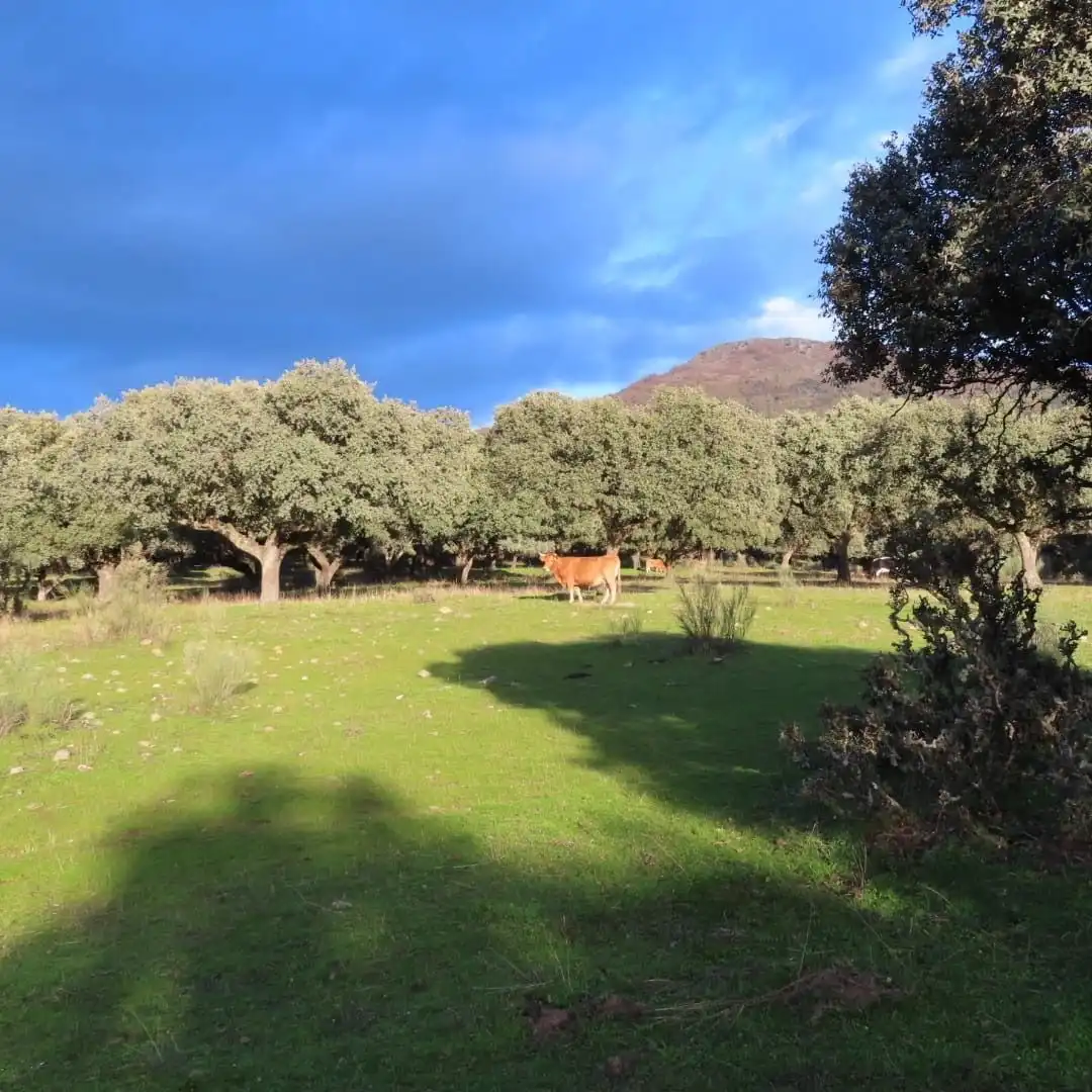 Vista exterior de Terreno en venta en Navamorcuende