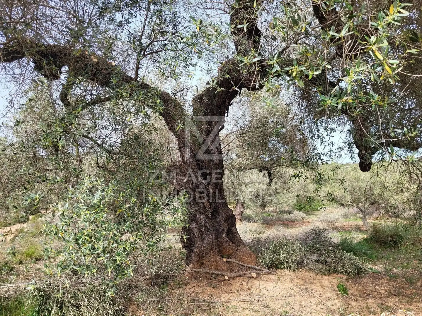Terreno rustico in vendita a Corral de la Culla, imagen 11