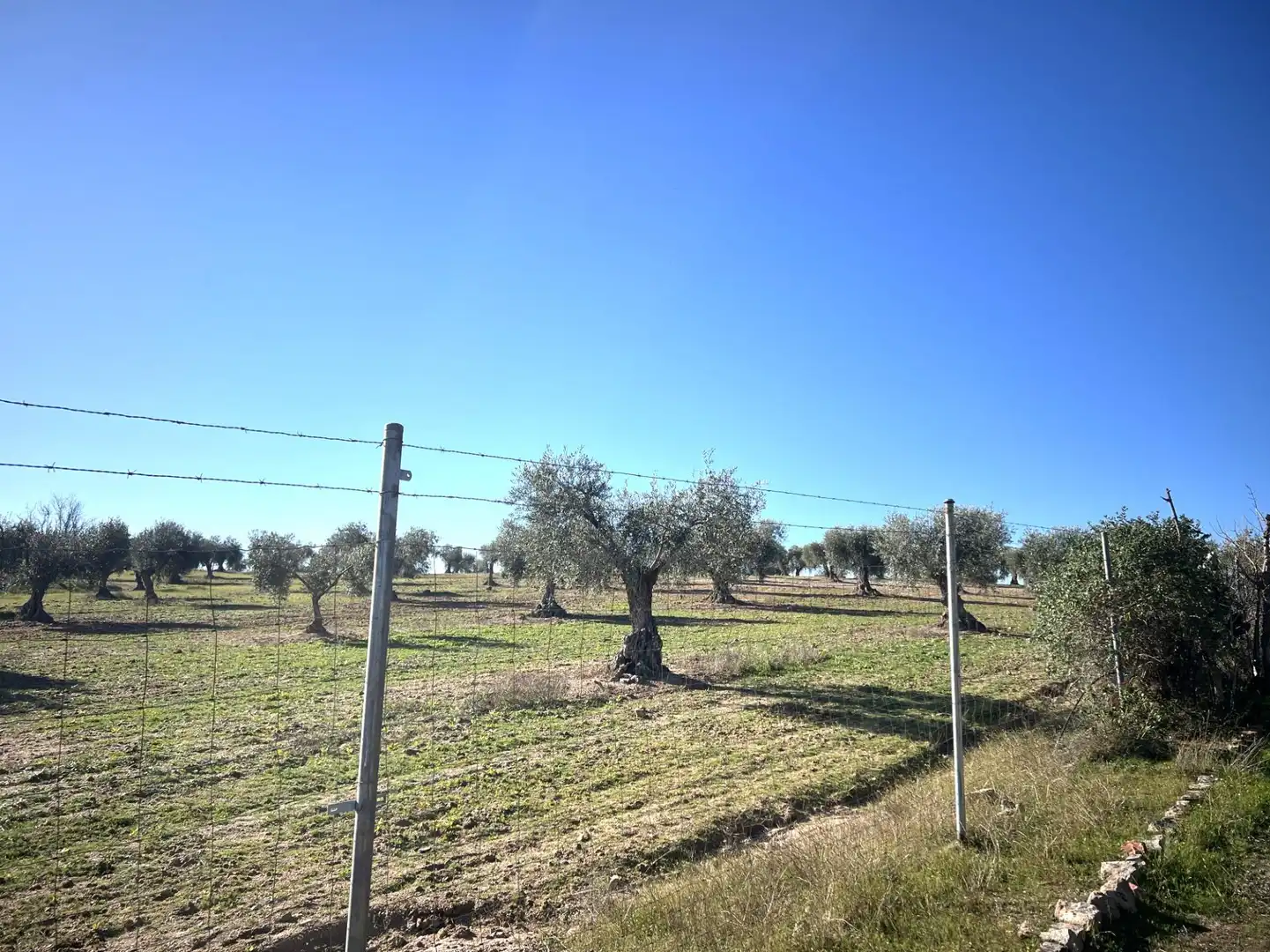 Chalet en venta en Camino Polígono 12 Parcela 105 PAJON. LA HABA (BADAJOZ), imagen 11