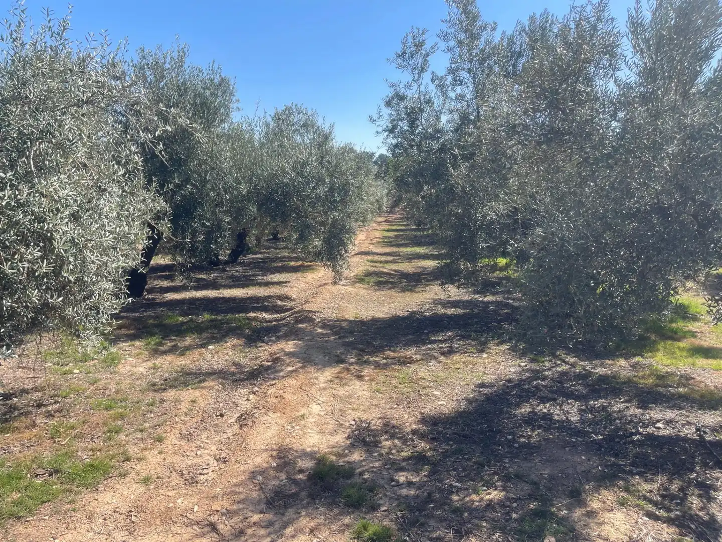 Finca rústica en venda en Albolote amb Piscina