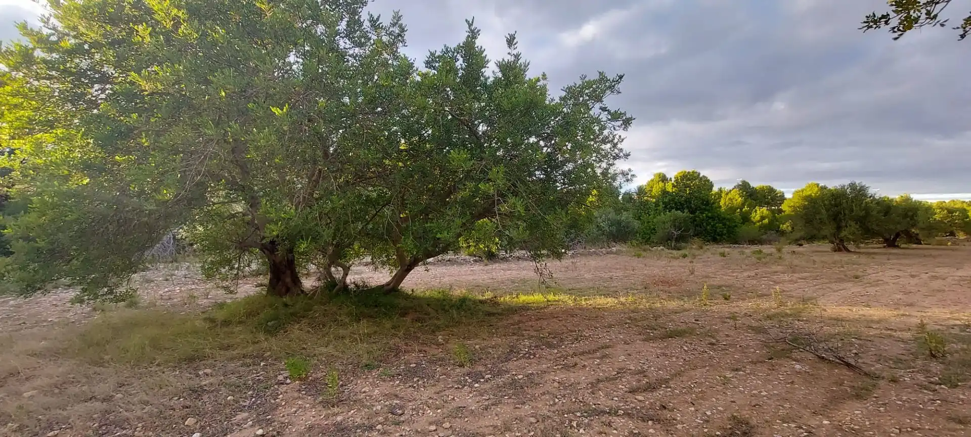 Rural land for sale in Miami Platja, imagen 15