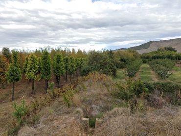Terrain rustique à vendre à Morata de Jiloca